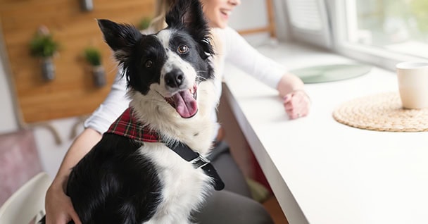 Day Train Dog Training in Central New Jersey